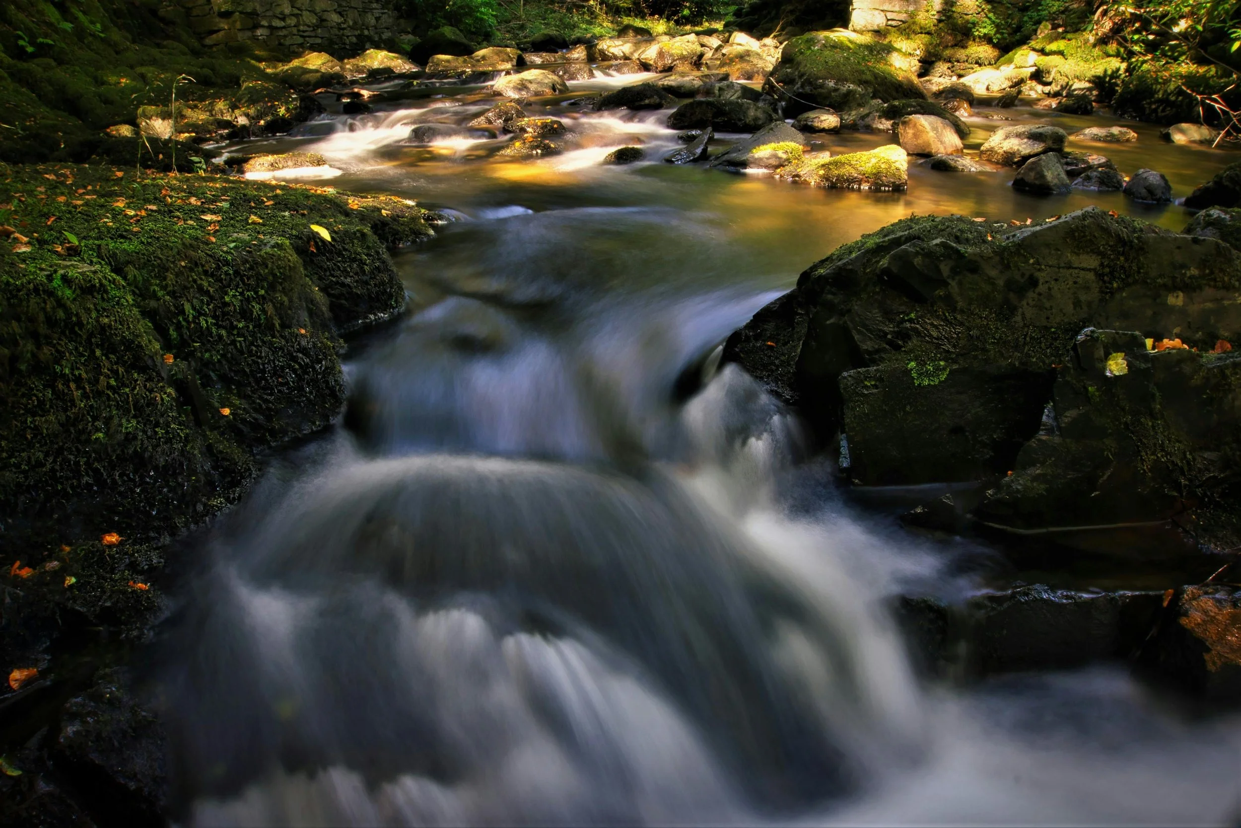forest brook pic.jpg