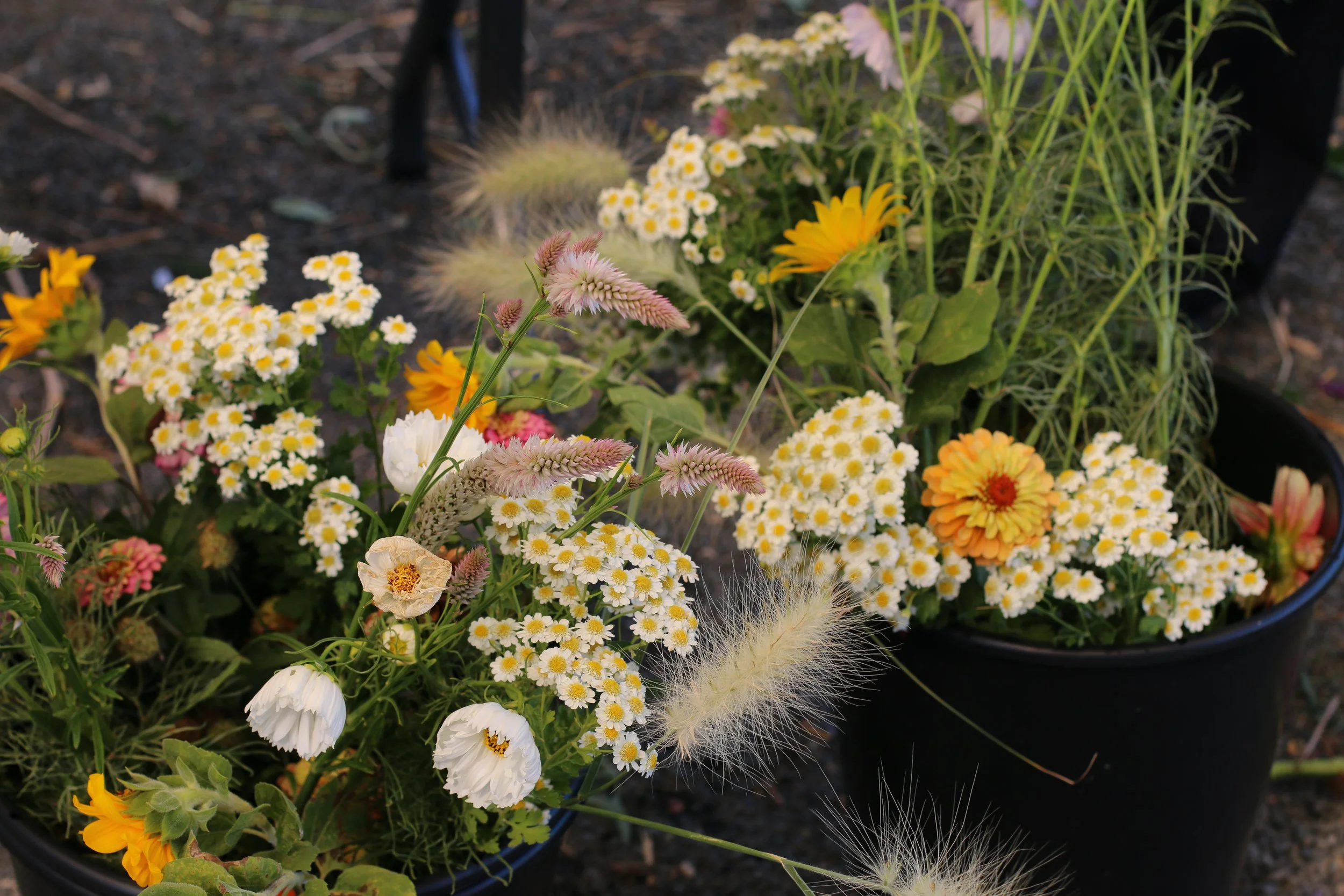 VFAS - Headshots-24.jpg