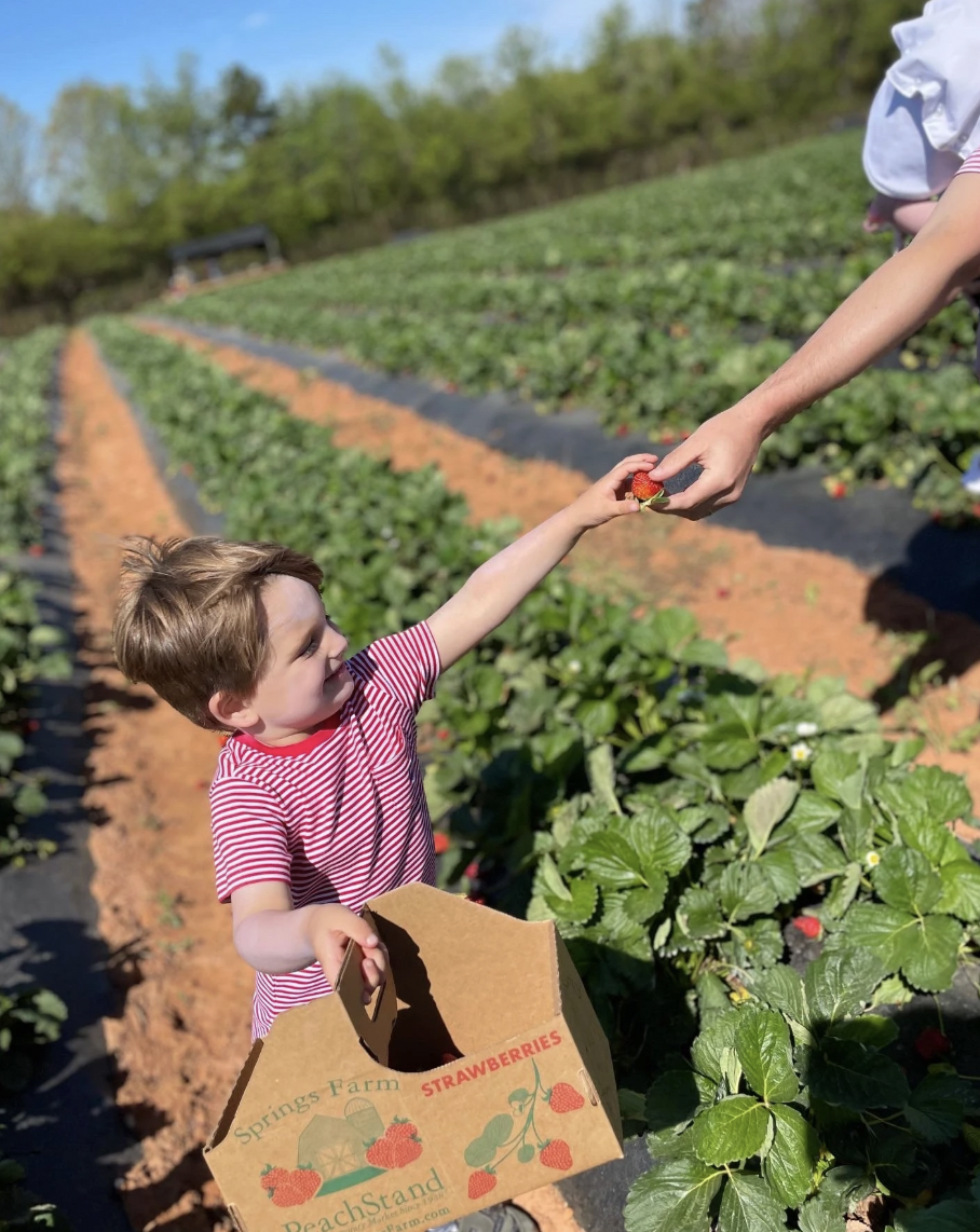 Your Guide to Strawberry Picking Near Fort Mill