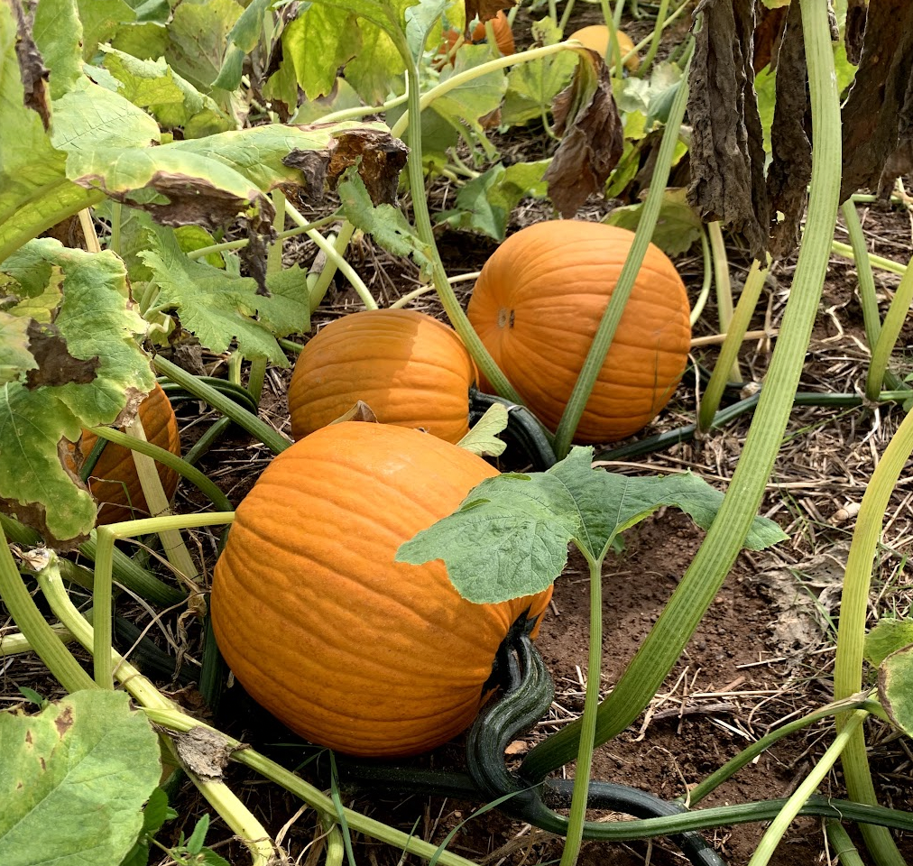 The Ultimate York County, SC Fall Bucket List