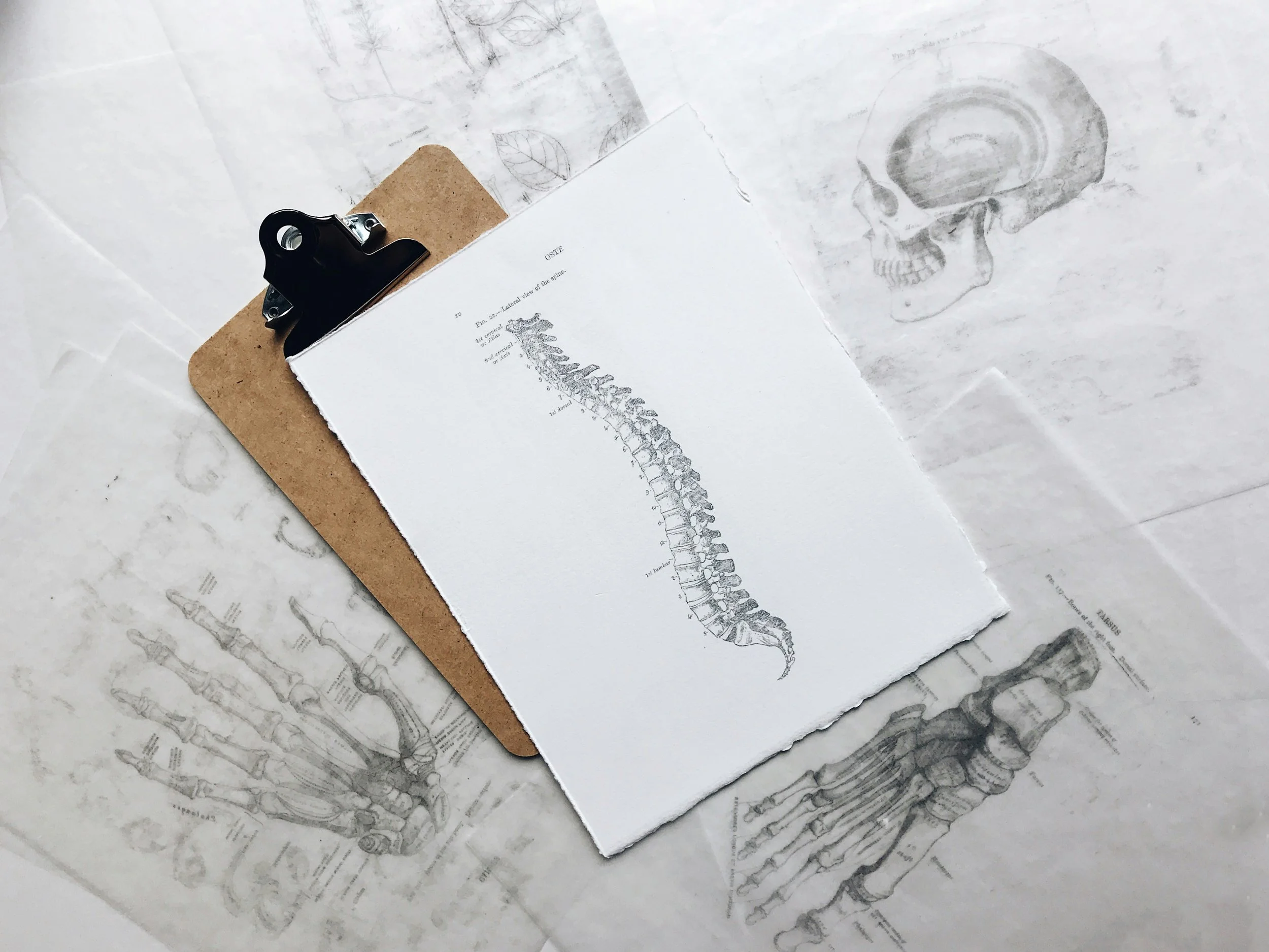 A white sheet of paper with a diagram of a human spine, clipped to a brown clipboard, laid on top of anatomical sketches of the human skeleton and foot on a translucent plastic sheet.