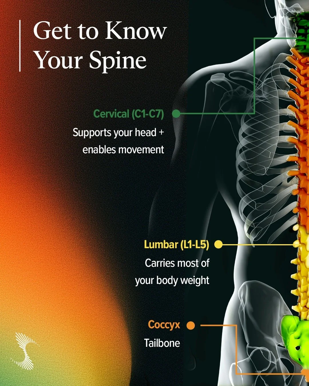 In adulthood, your spine has 24 vertebrae plus your sacrum and coccyx, which are divided into 5 distinct regions. Visit our website to learn more about your spine&rsquo;s health.