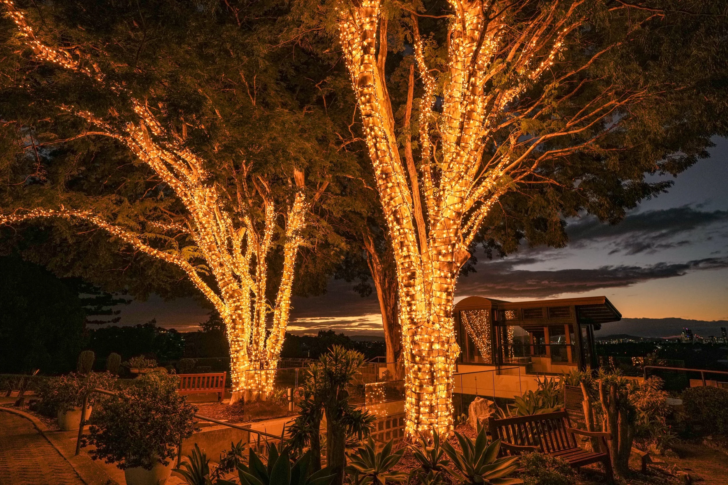 Tree with trunk and branches wrapped in string lights at dusk, with a cloudy sky and city skyline in the background.
