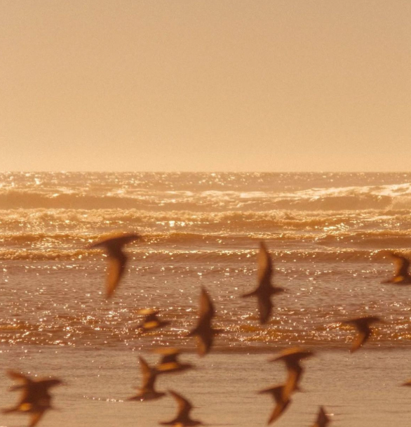 Seagulls flying over the ocean at sunset or sunrise