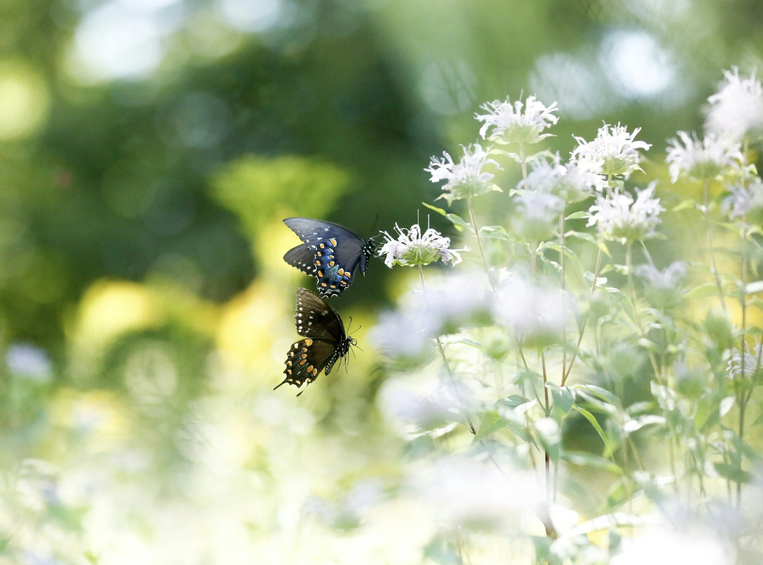 Two butterflies on white flowers with green foliage in the background.