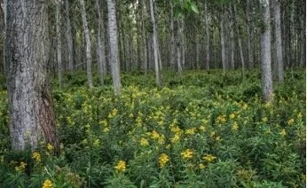 Picture1.jpg