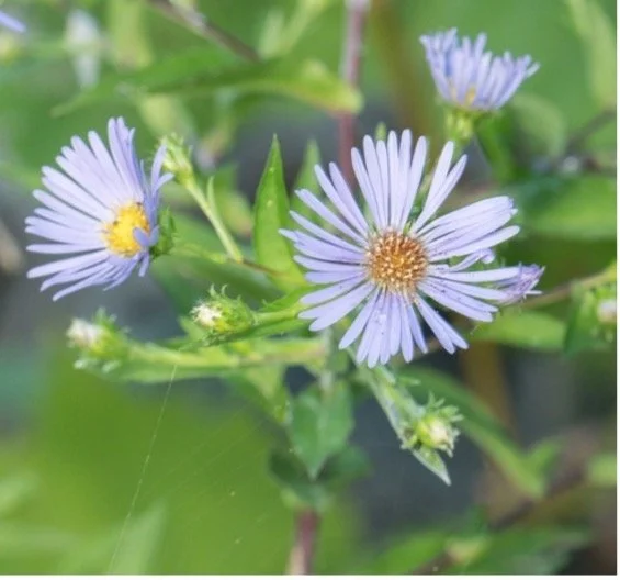 Swamp Aster Close.jpg