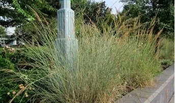 Indian Grass (Sorghastrum nutans)