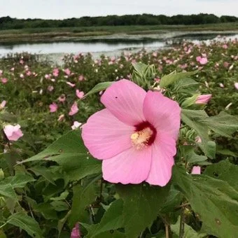 Swamp Rose Mallow (Hibiscus Moscheutos)