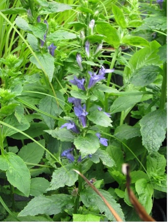 Blue Lobe.jpg