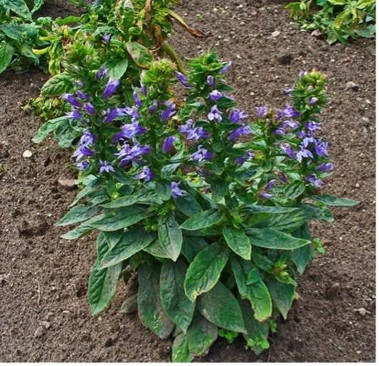 Blue Lobelia.jpg