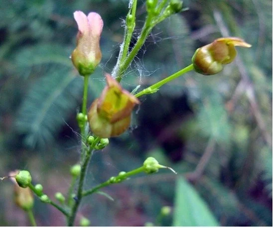 E Figwort.jpg