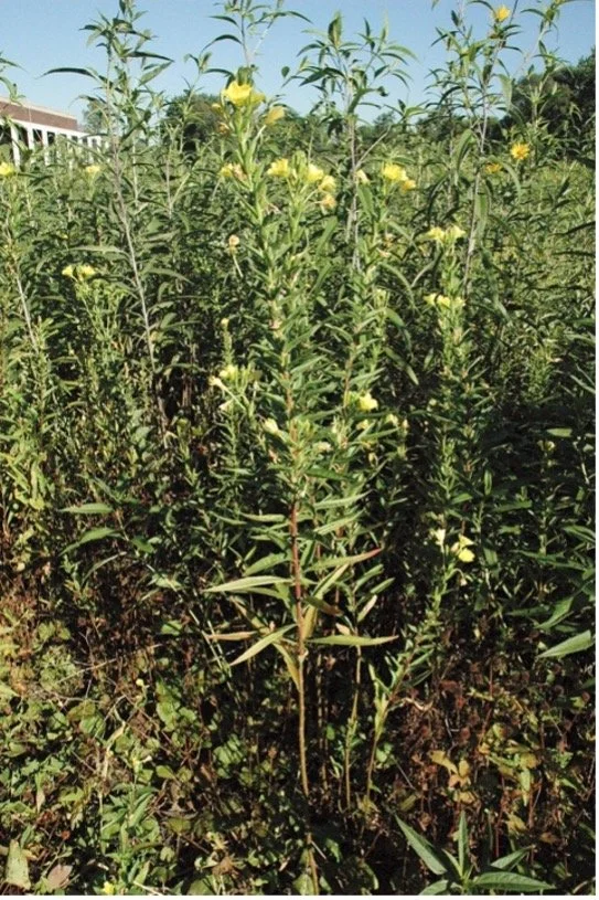 Evening Primrose Profile.jpg