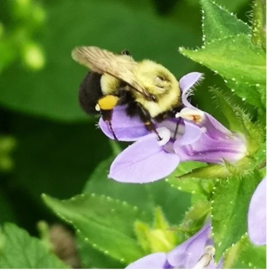 Blue Lob Bee.jpg