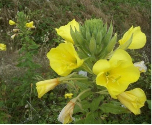 Evening Primrose Flower.jpg