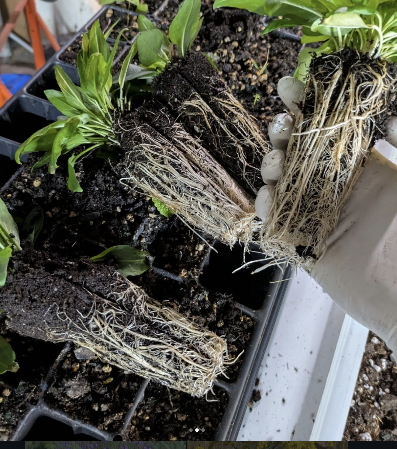 Close-up of potted plants showing the root systems, including soil and roots, during transplanting or repotting.