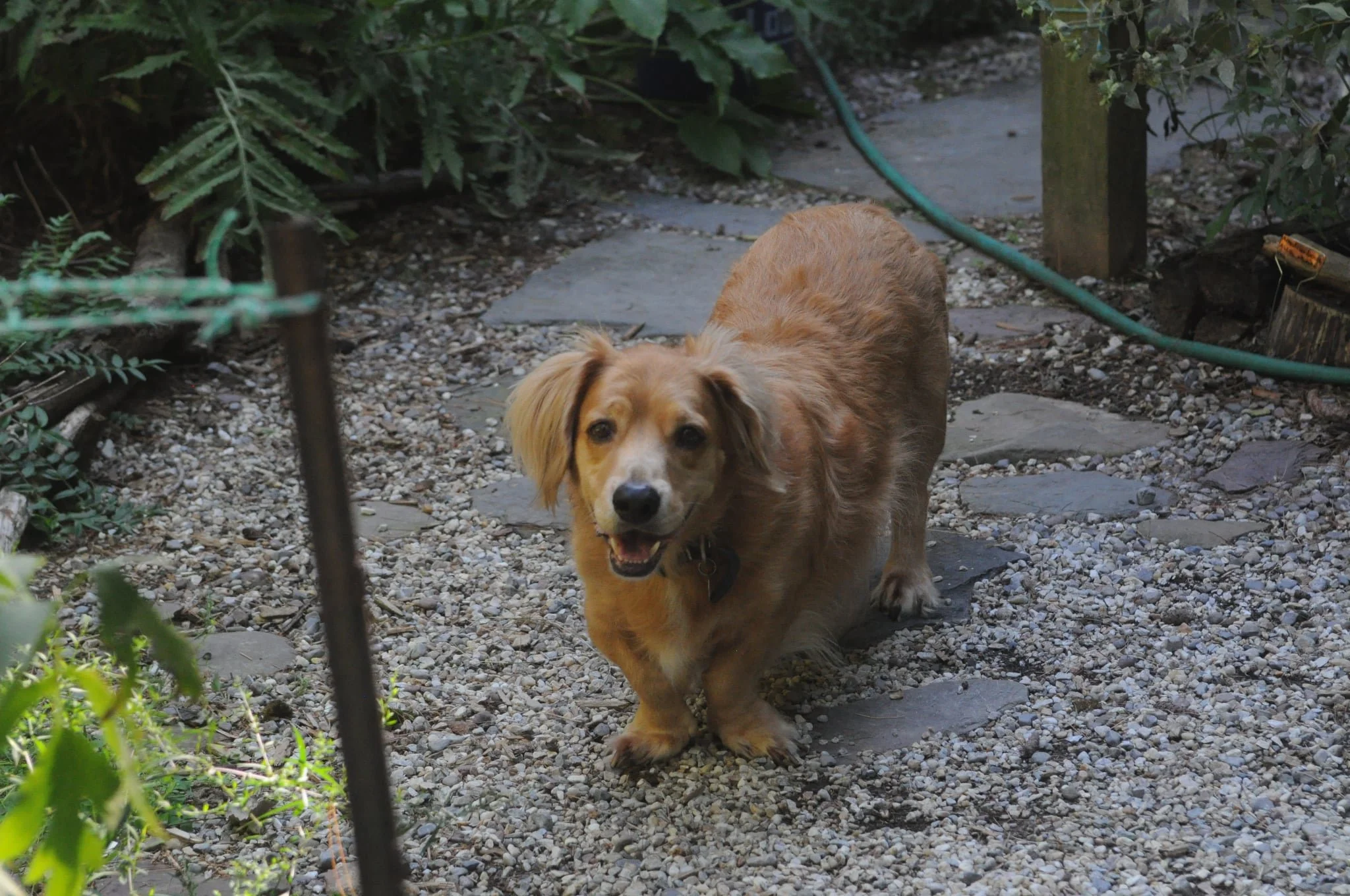 A small, long-haired dachshund with light brown fur standing on a gravel pathway in a garden, looking at the camera with a happy expression.