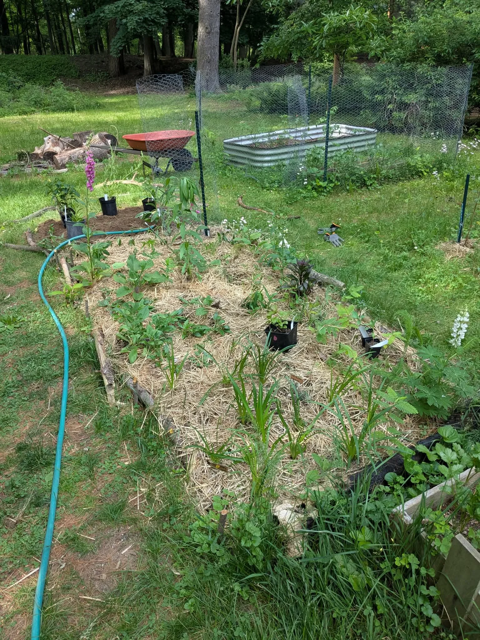 A backyard garden with plants in containers, a small fenced area, and a grassy lawn with trees in the background.
