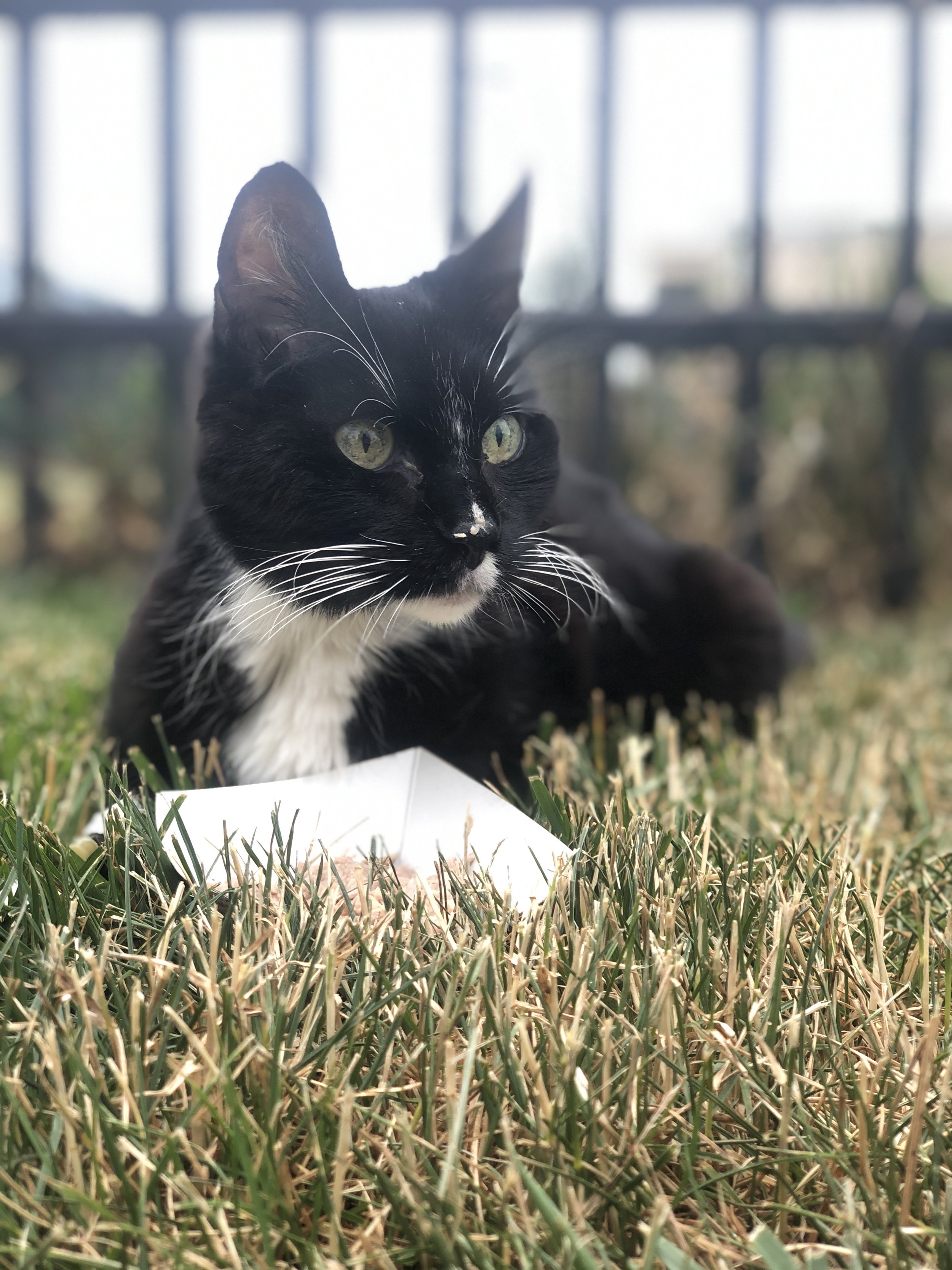 In Memory Of Krispy Cat