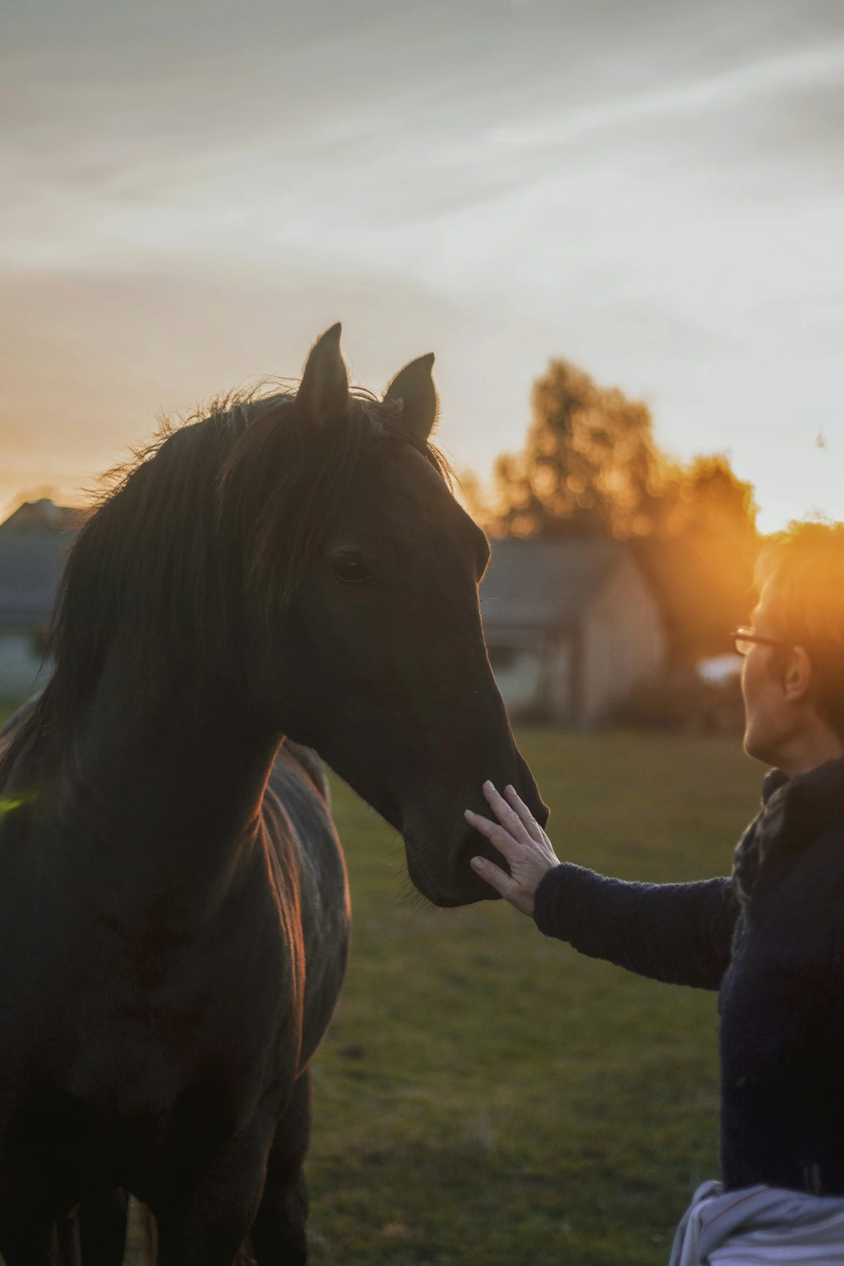 A person gently touching the face of a dark brown horse with a sunset in the background and a tree in the distance.