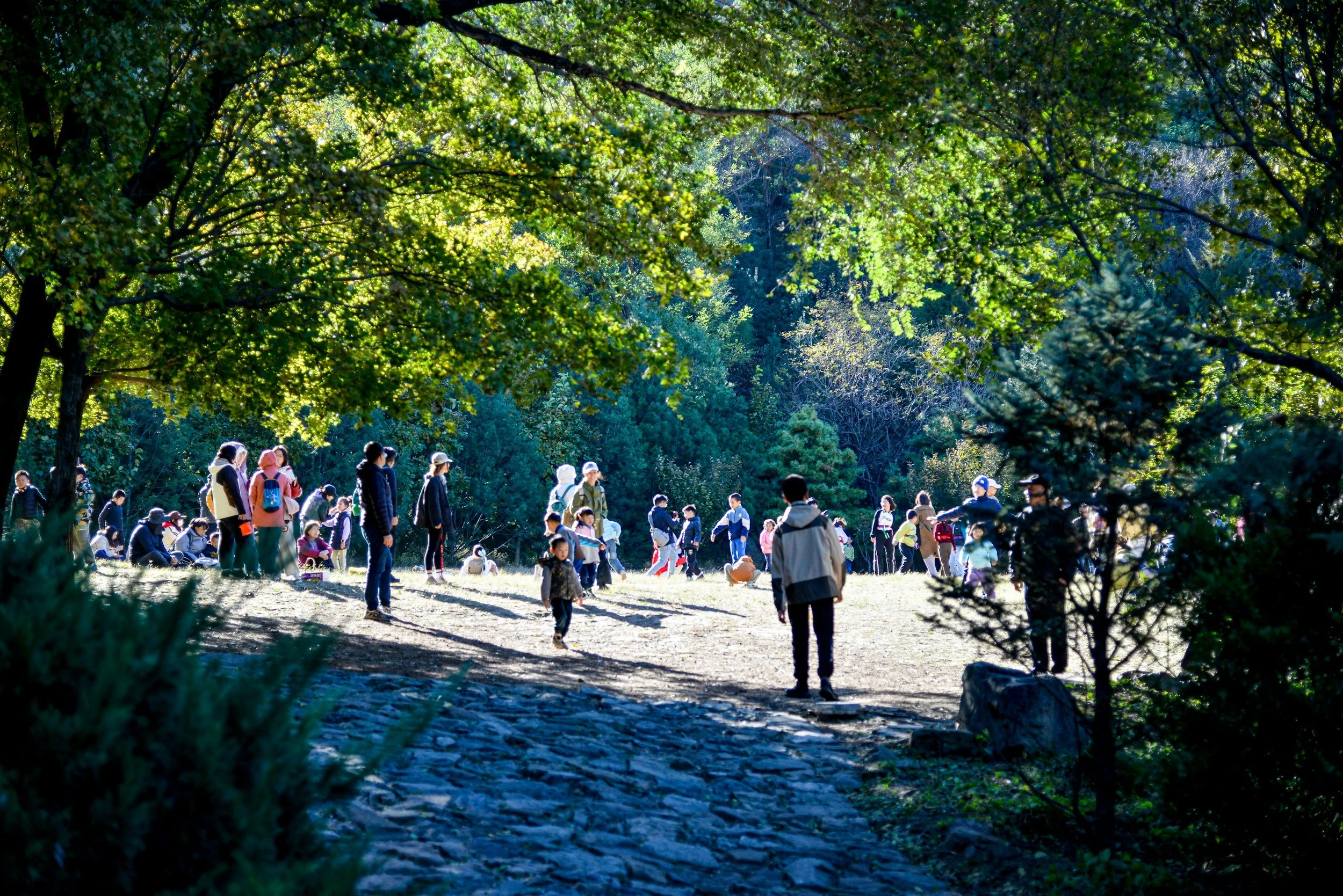 People gathered in a park surrounded by tall trees with green leaves, some sitting on the grass, others standing or walking, enjoying a sunny day.