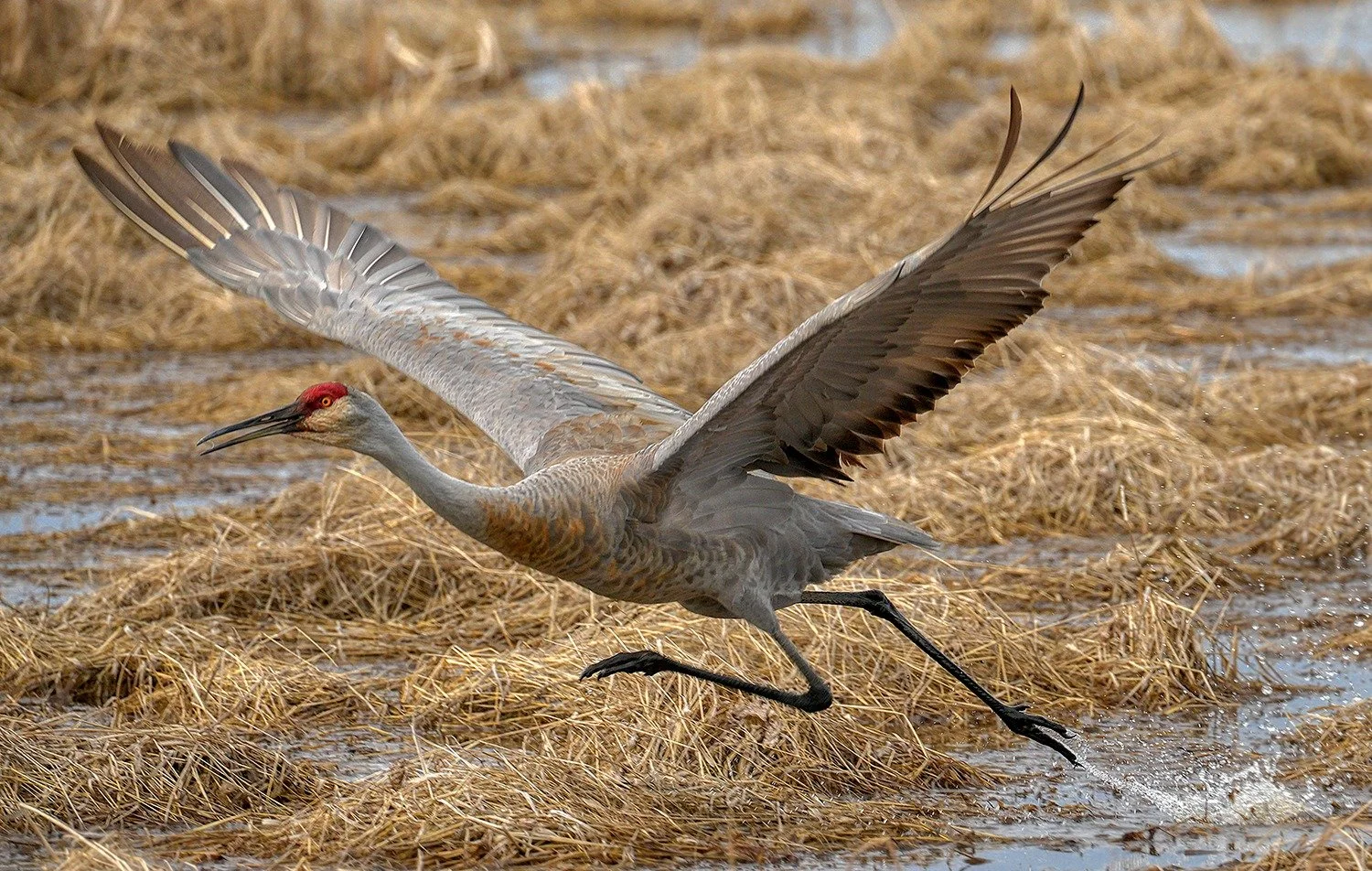 Sandhill Crane Indiana Dunes National Park Great Marsh