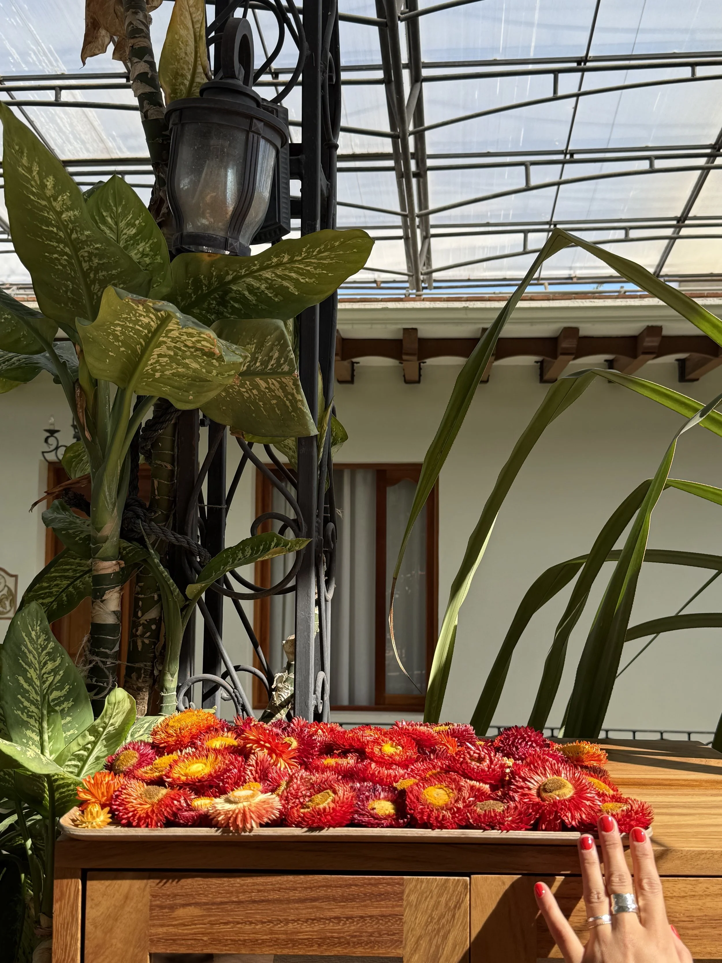 A tray of red and yellow flowers placed on a wooden table indoors, with green plants and a metal framework in the background.