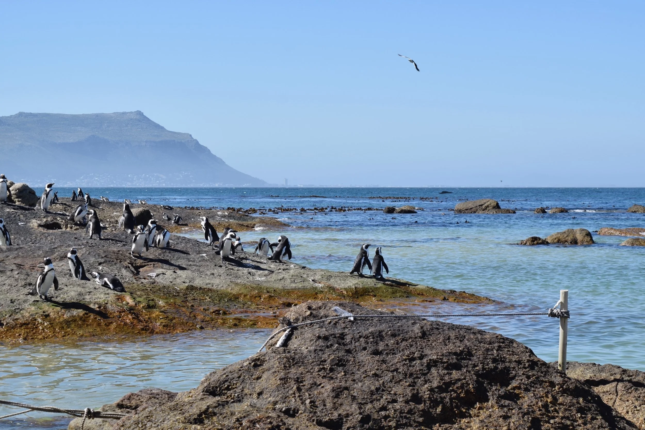 Penguins on rocky shoreline by the ocean, some in water, some on rocks, with a hill in the background and a bird flying overhead.