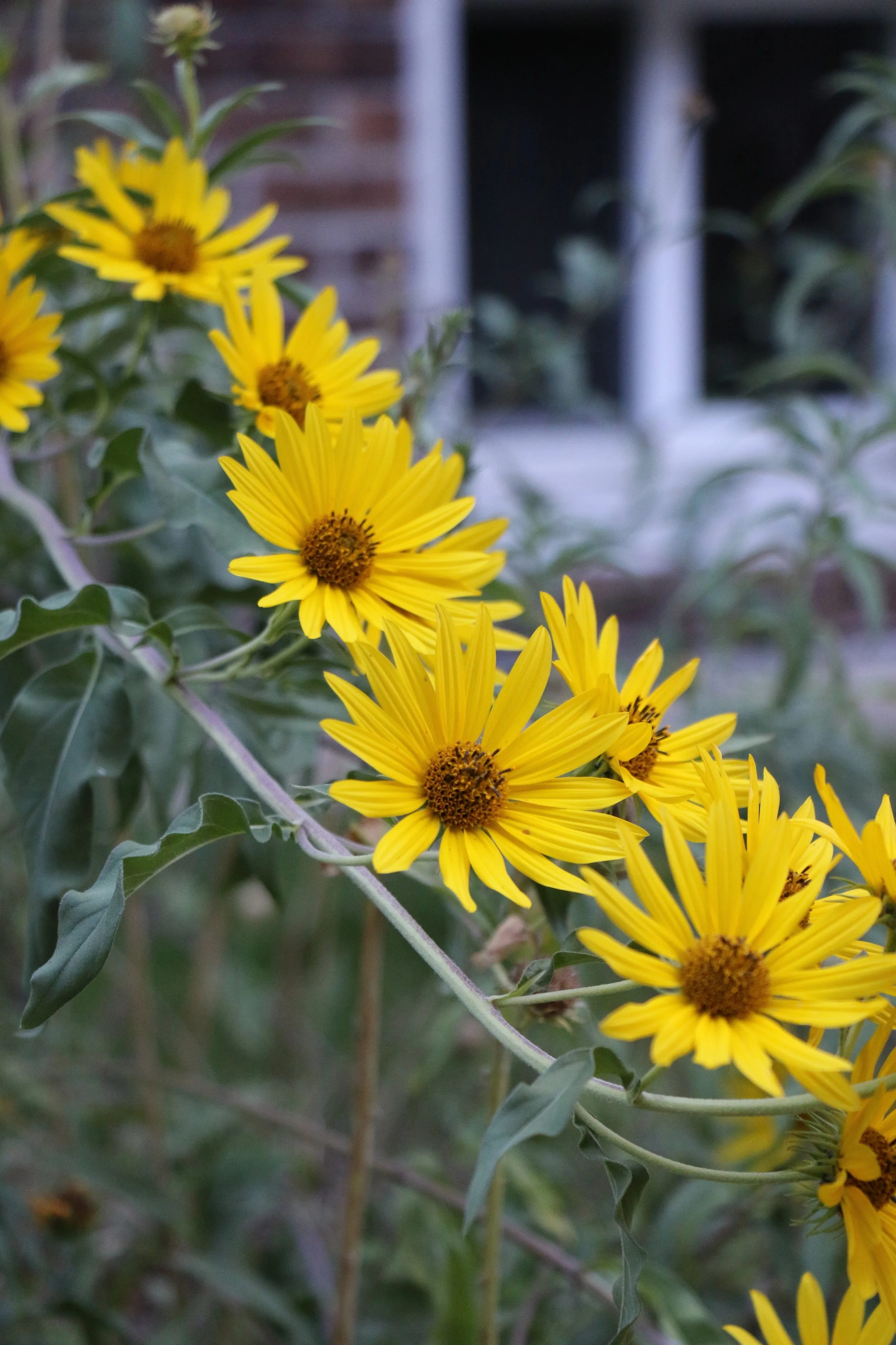 
Helianthus maximiliana (Maximilian's Sunflower) Very tall, can be floppy unless you Chelsea chop them. Perfect for a fence line.
