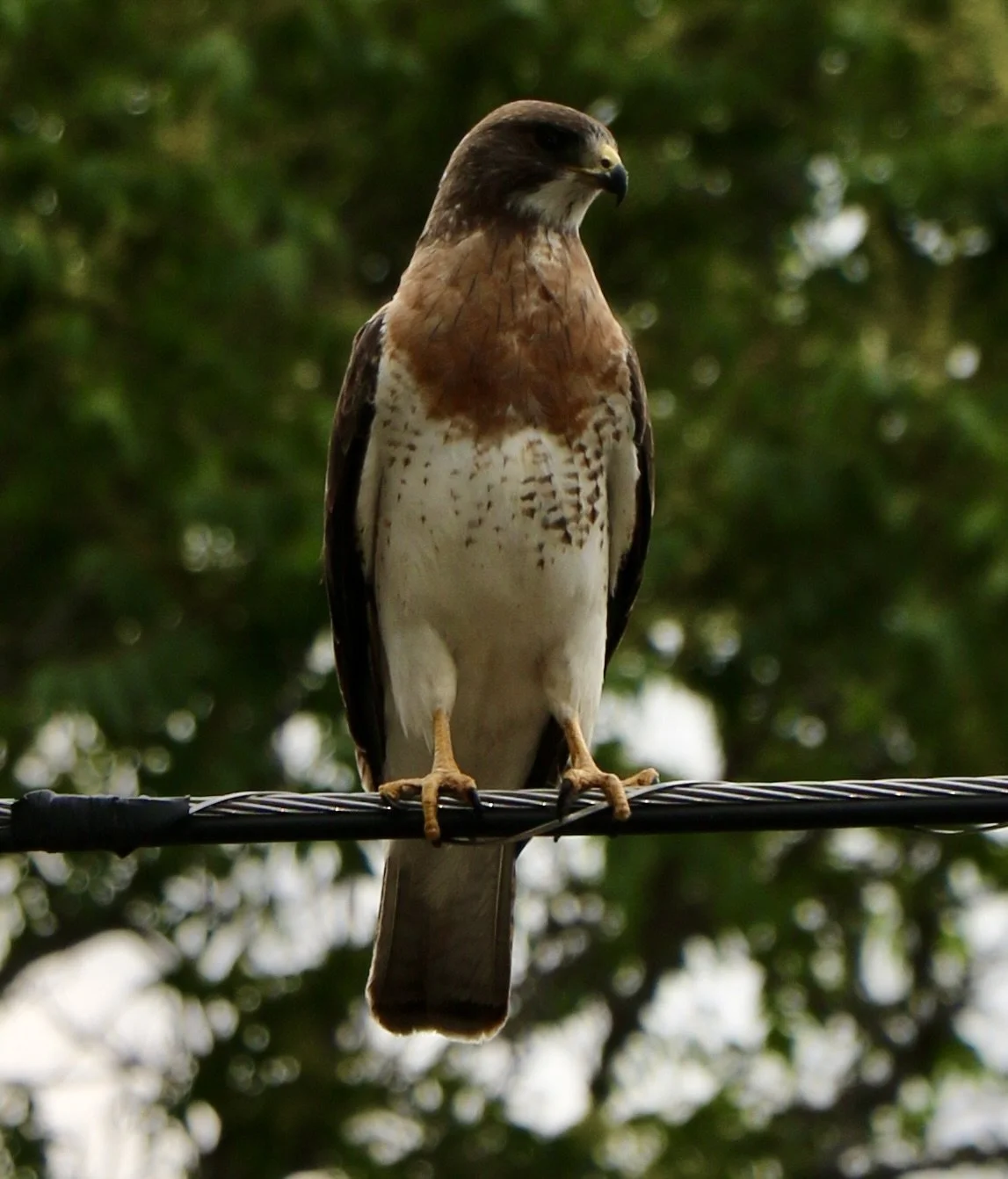 A bird of prey perched on a wire, with a blurred green leafy background.