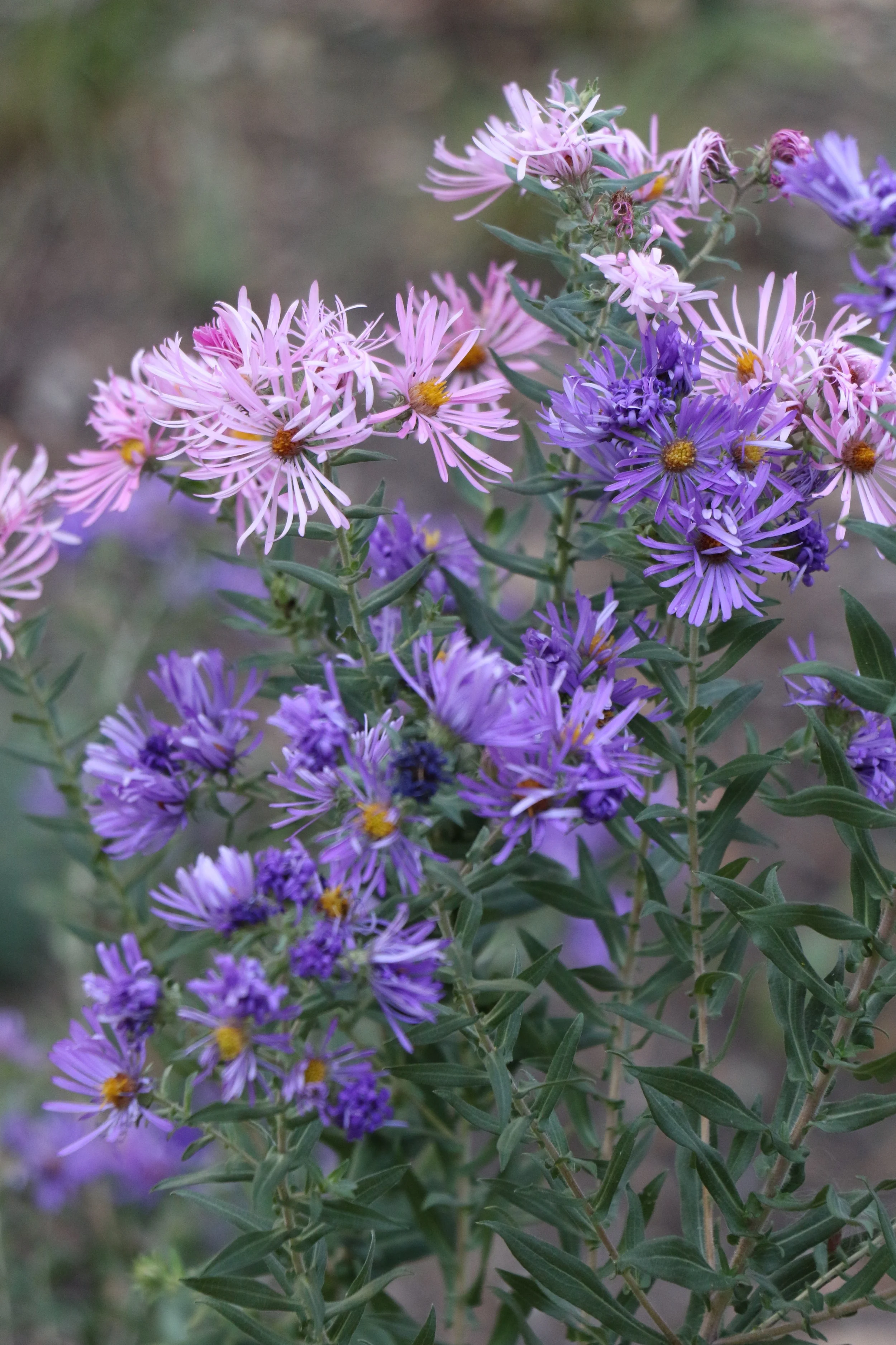 Symphyotrichum novae-angliae (New England Aster) Fall bloomer.