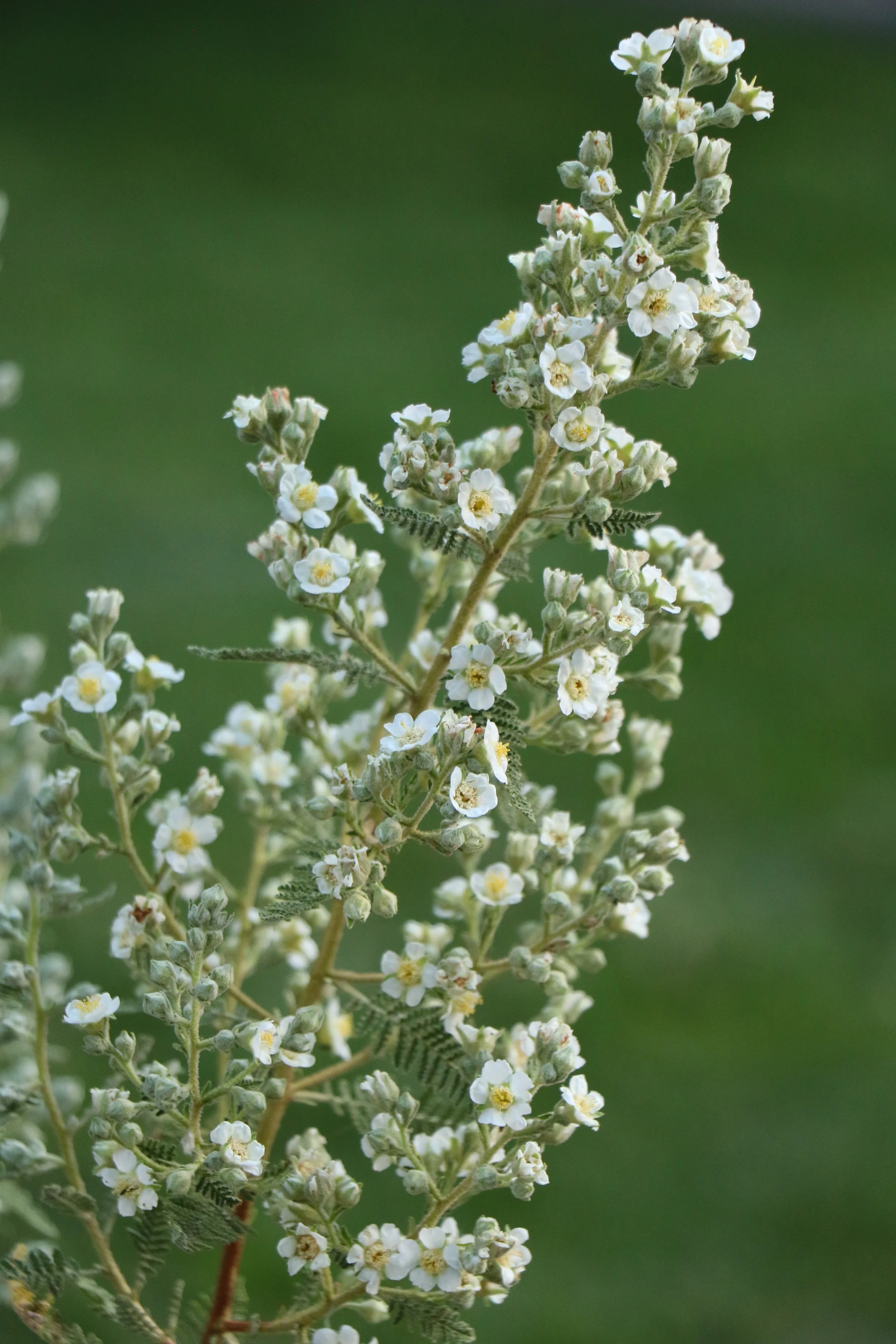 Chamaebatiaria millefolium (Fernbush) Exquisite foliage, sweet aroma, bee magnet. Summer bloomer.