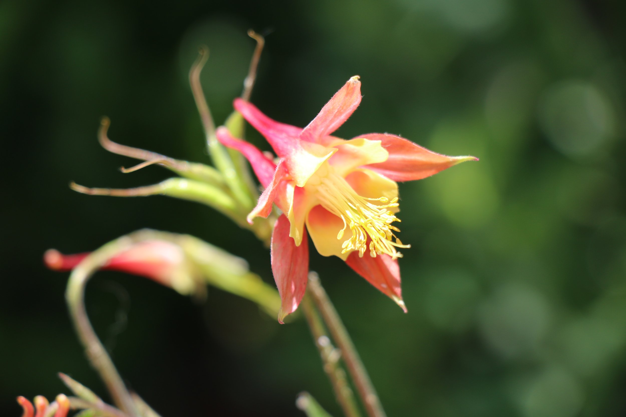 Aquilegia canadensis (Wild Columbine) Spring bloomer.