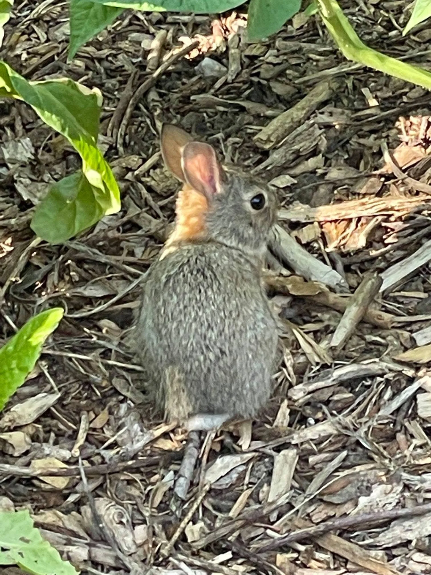 Baby Cottontail.jpg