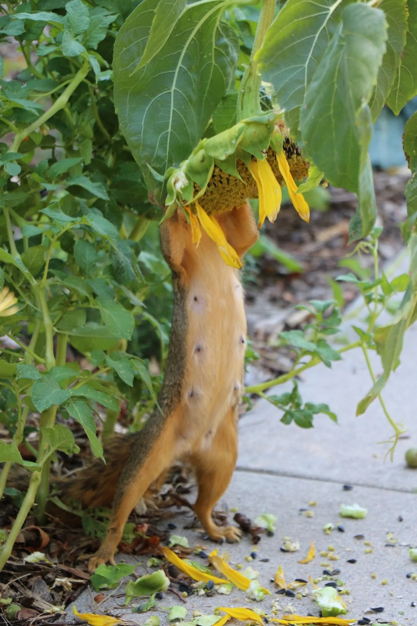 squirrel.jpg