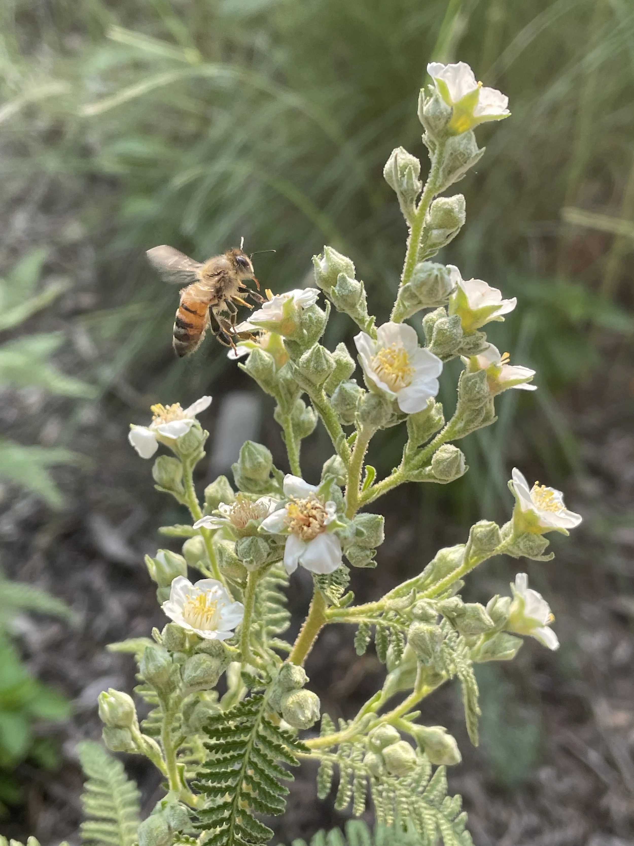 A bee collecting nectar from small white flowers on a green plant in a natural outdoor setting.