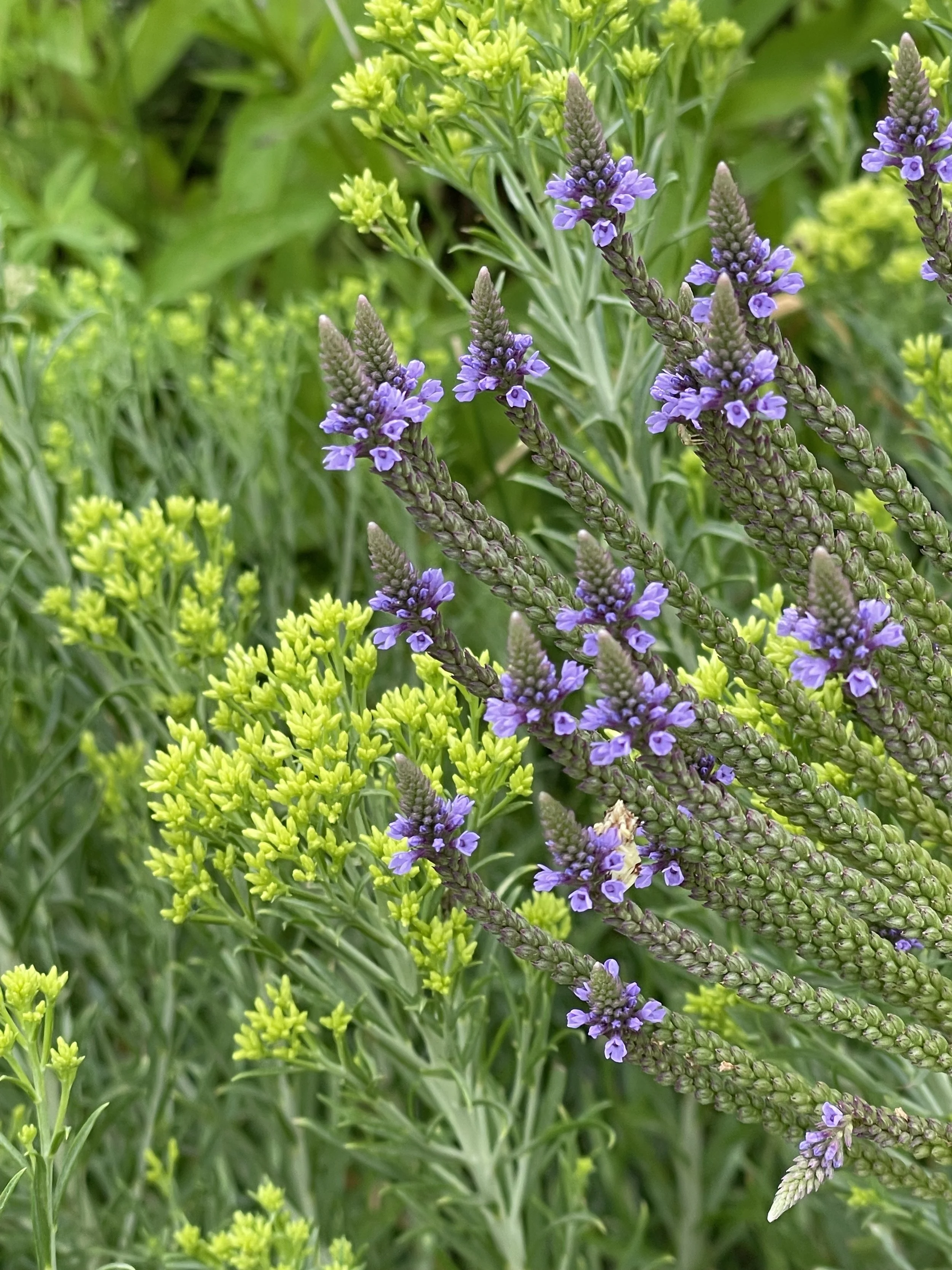 Native Plant Starter Kit