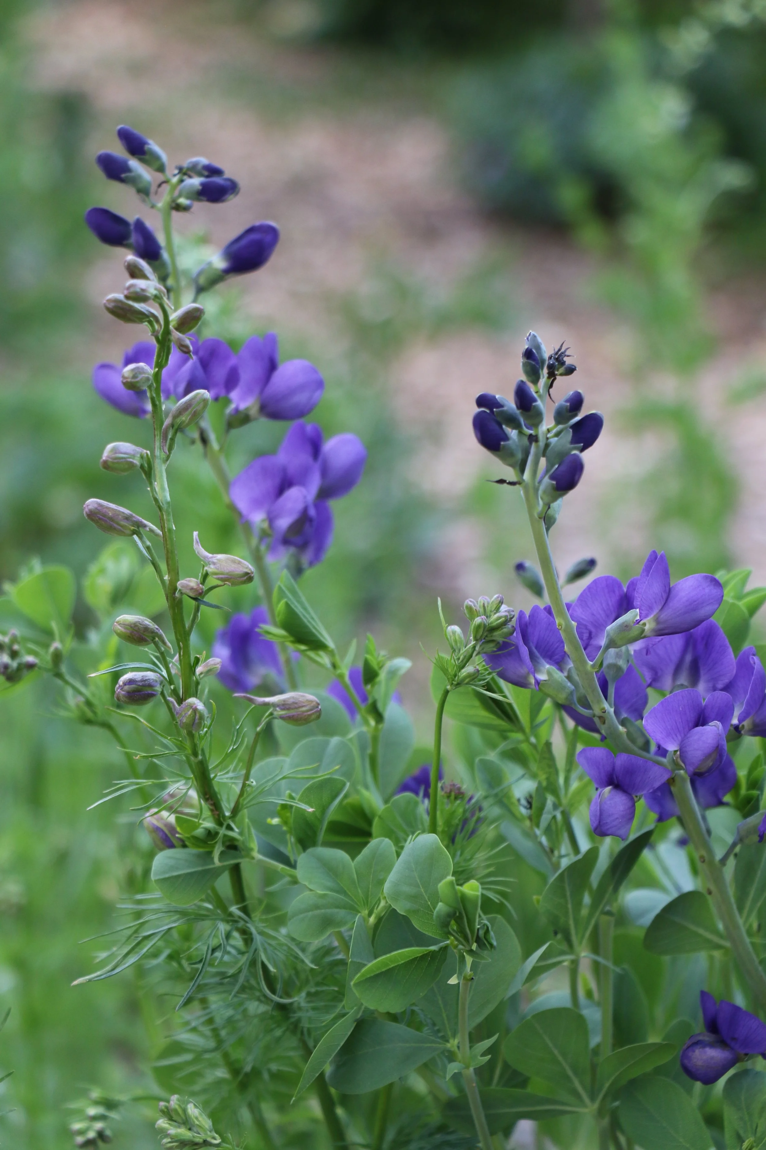 Baptisia australis (Wild Blue Indigo) Spring bloomer.