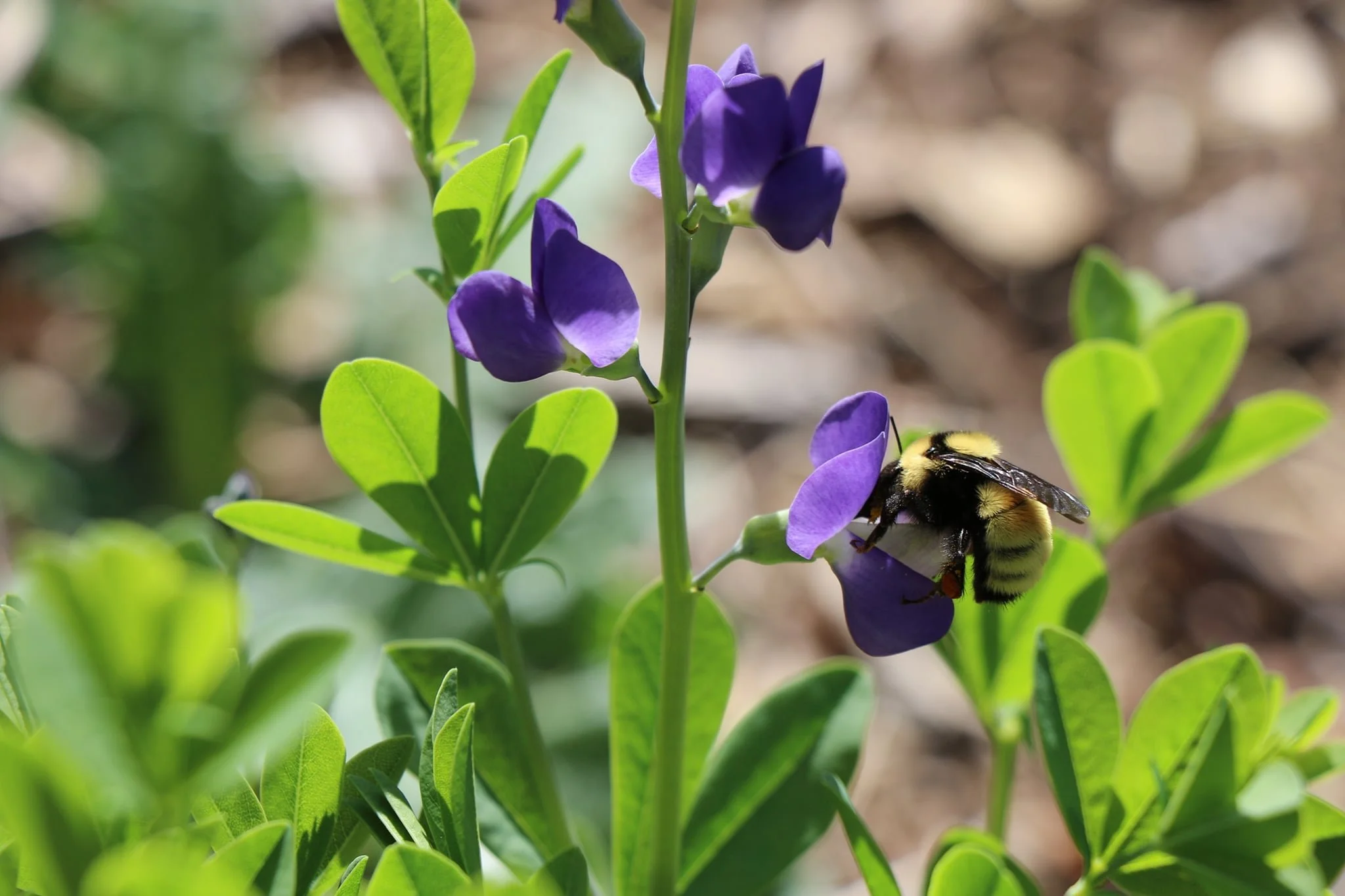 A bee with black and yellow stripes collecting nectar from a purple flower on a green plant with small oval leaves, sunlit outdoors.
