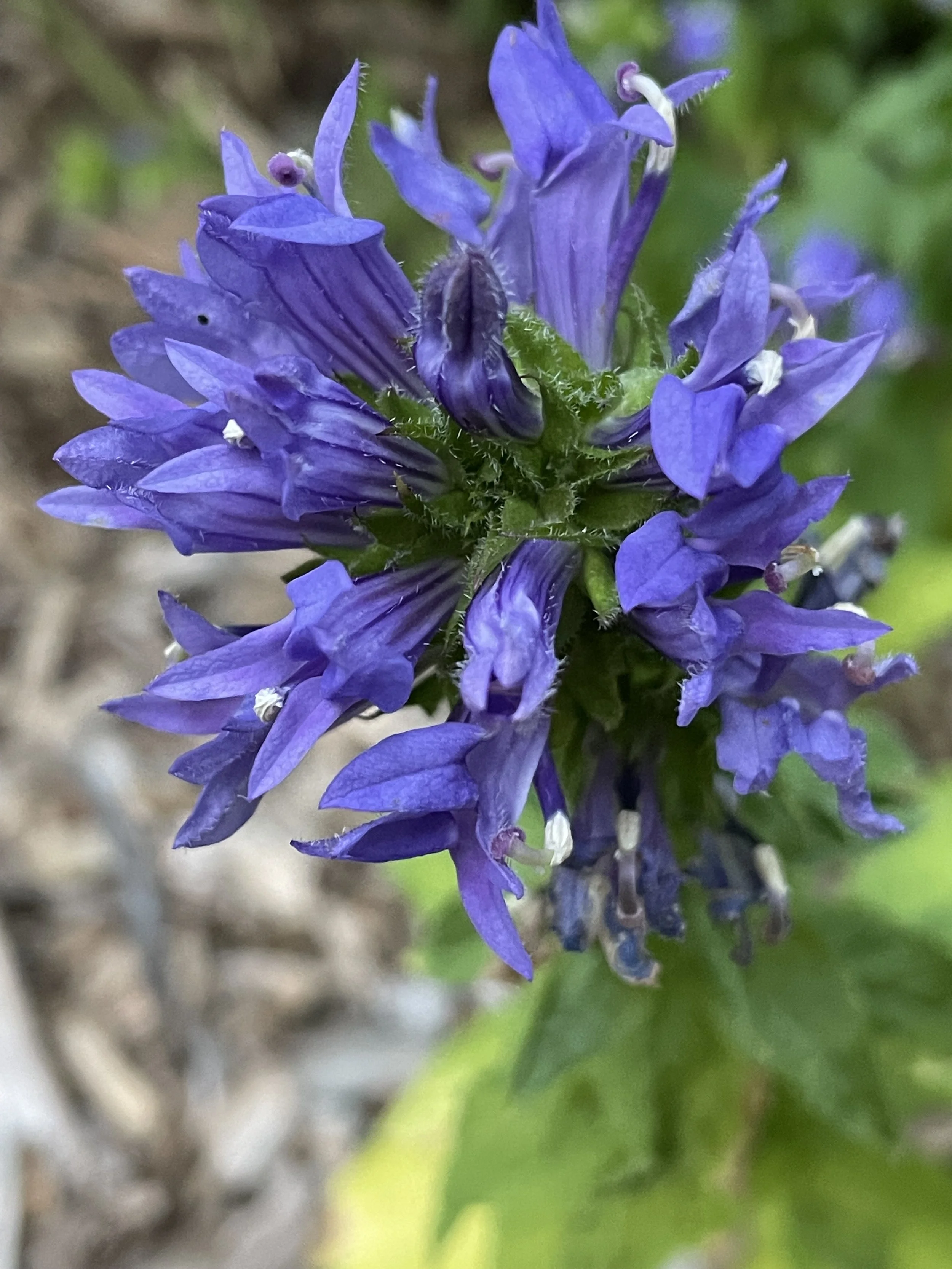 Lobelia siphilitica (Great Blue Lobelia)