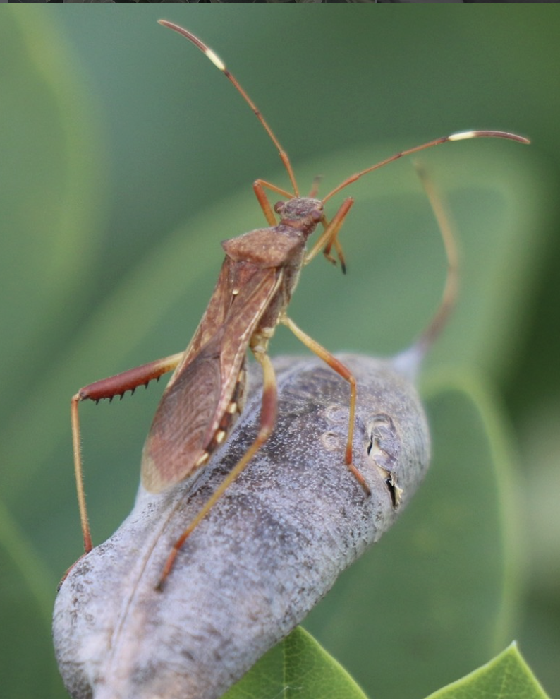 Close-up of a small insect with long antennae and reddish-brown body perched on a gray, fuzzy seed pod with green leaves in the background.