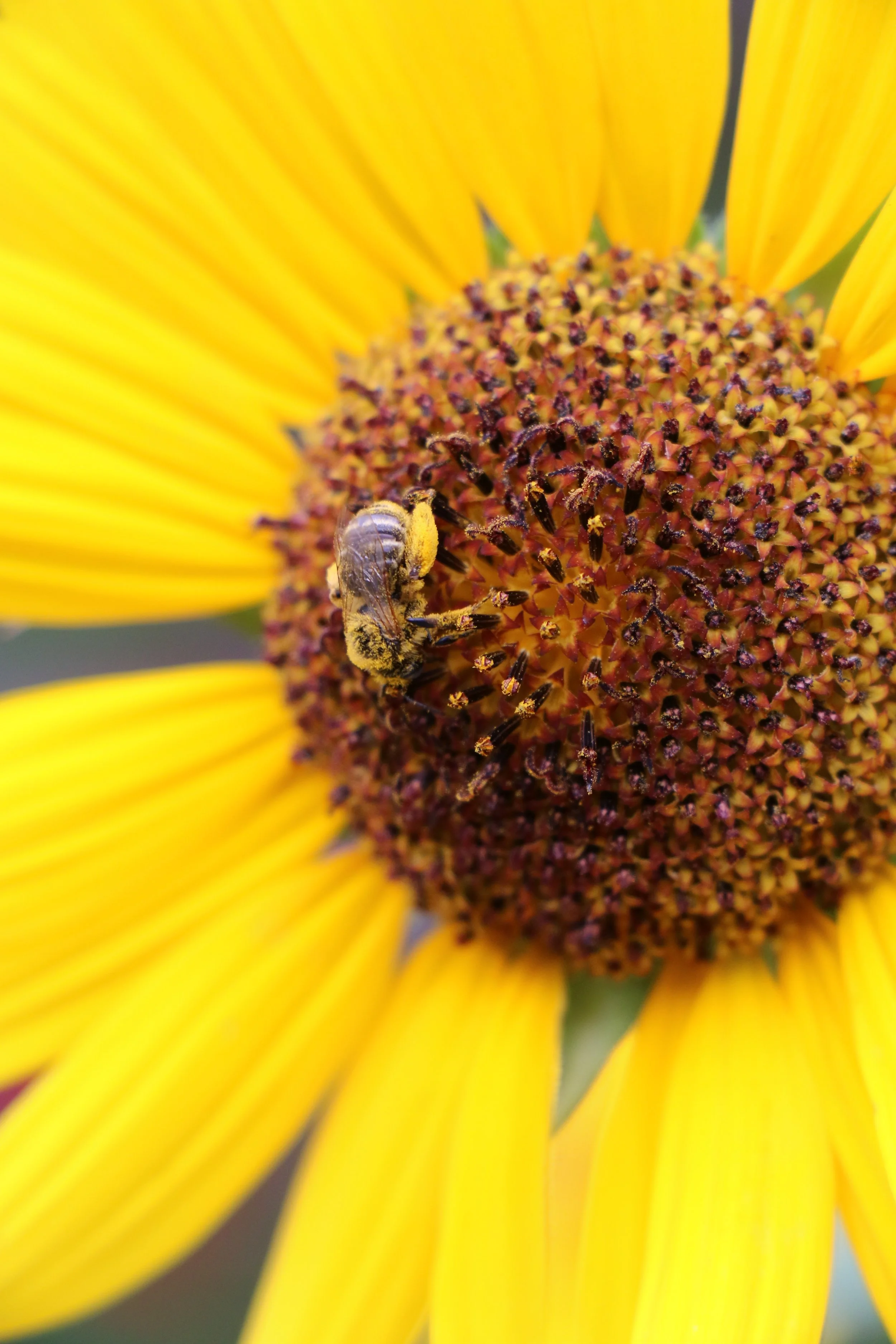 Close-up of a sunflower with a bee collecting pollen from its center.