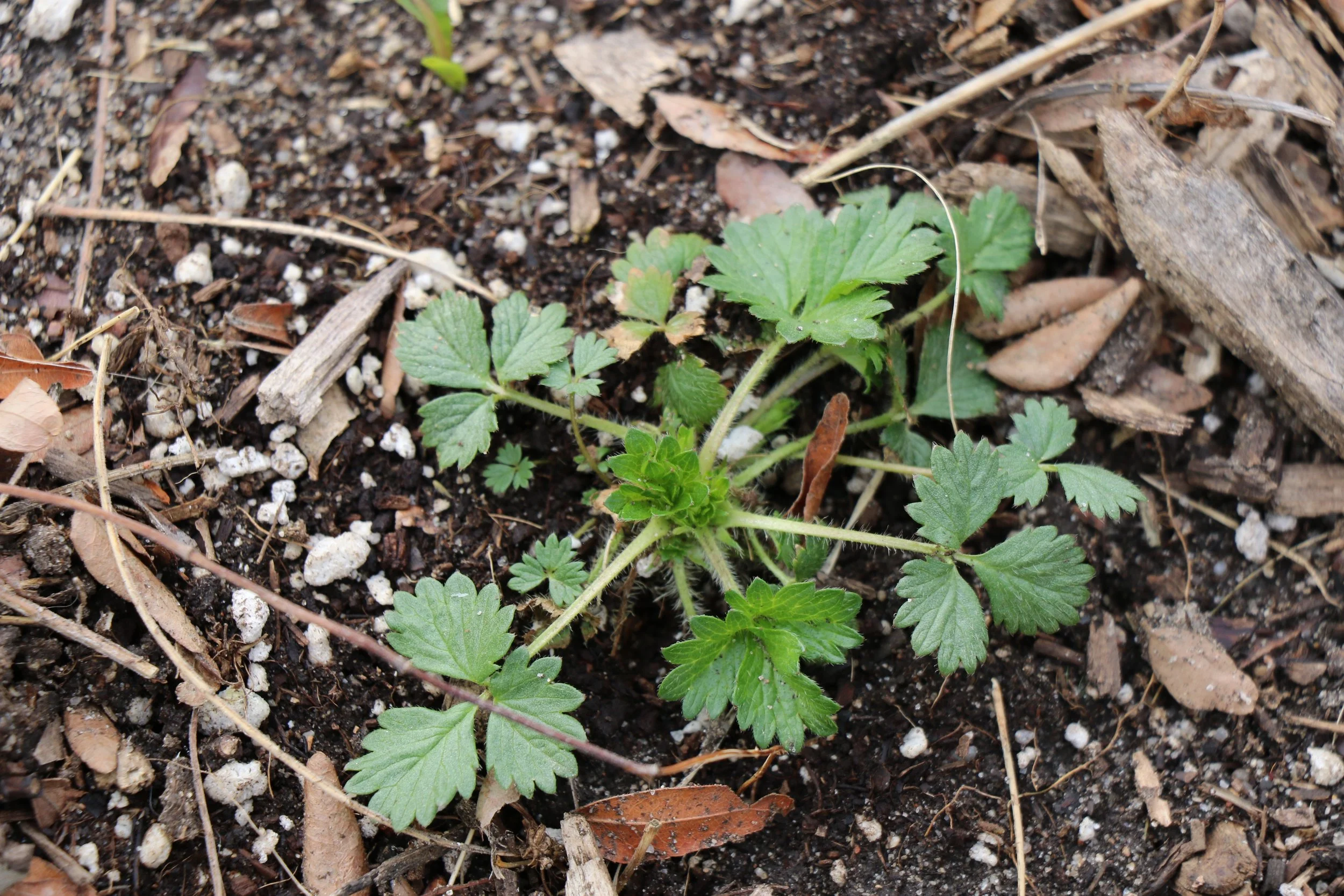 Perennial Garden Cut Back