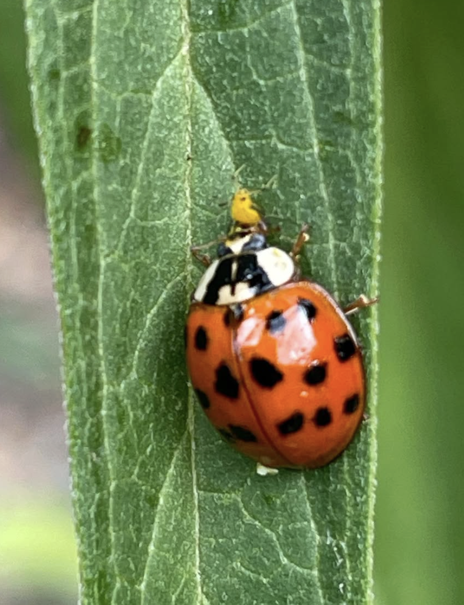 A close-up of a ladybug on a green leaf with a small yellow and black insect on top of it.