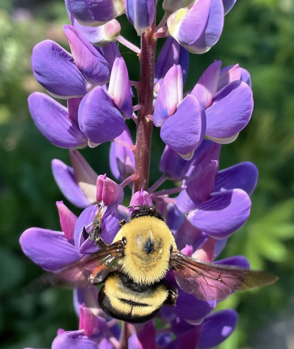 Close-up of a bumblebee and a smaller bee on a purple lupine flower, with a green blurred background.