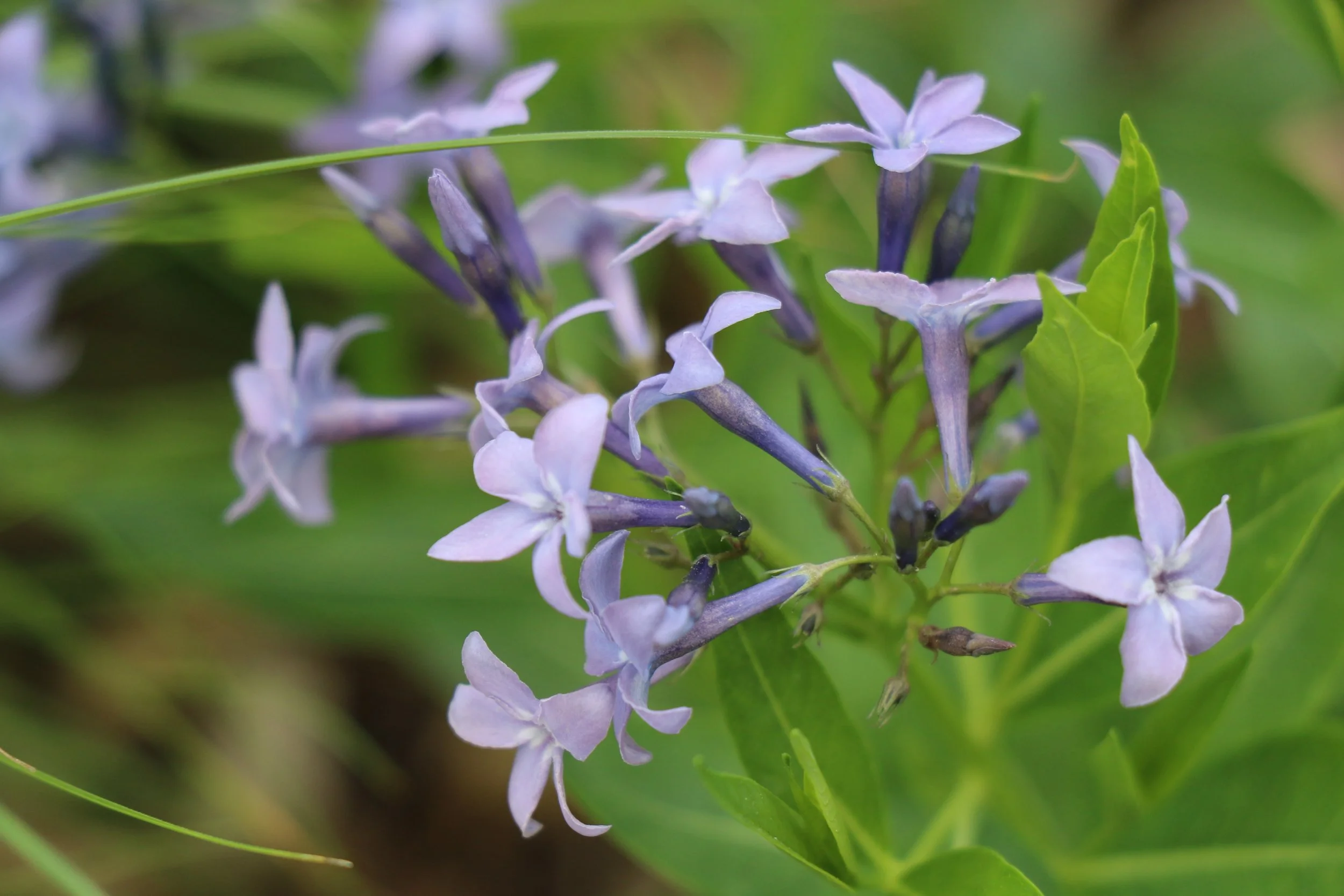Amsonia illustris (Ozark Bluestar) The prettiest shade of baby blue. Spring bloomer.