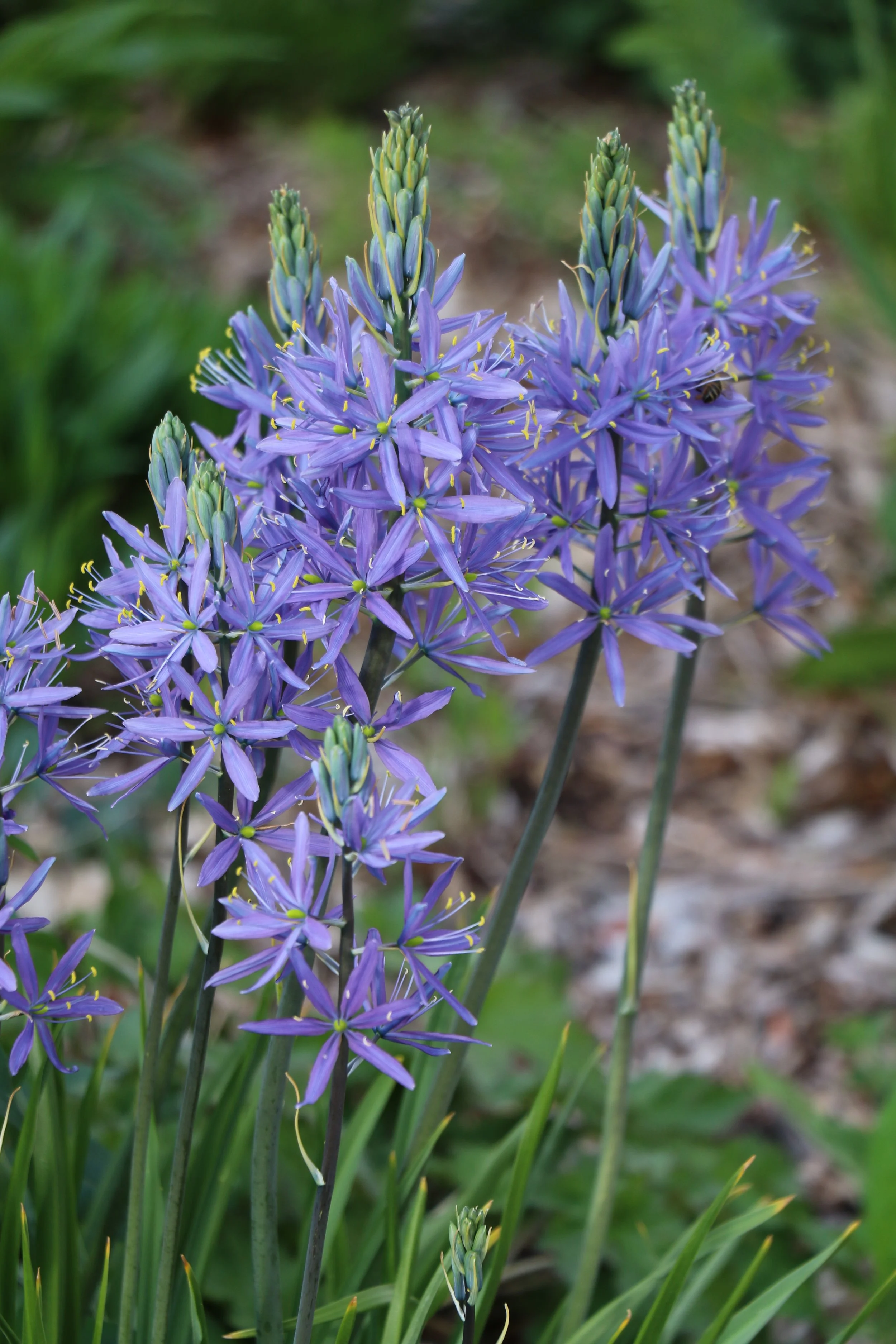 Camassia leichtlinii (Camassia Lily) Spring bloomer.