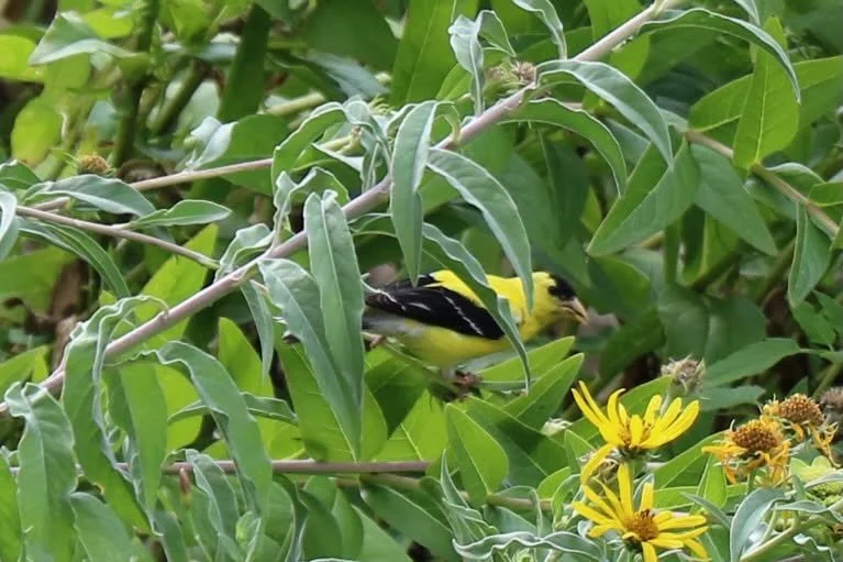 American Goldfinch.jpg