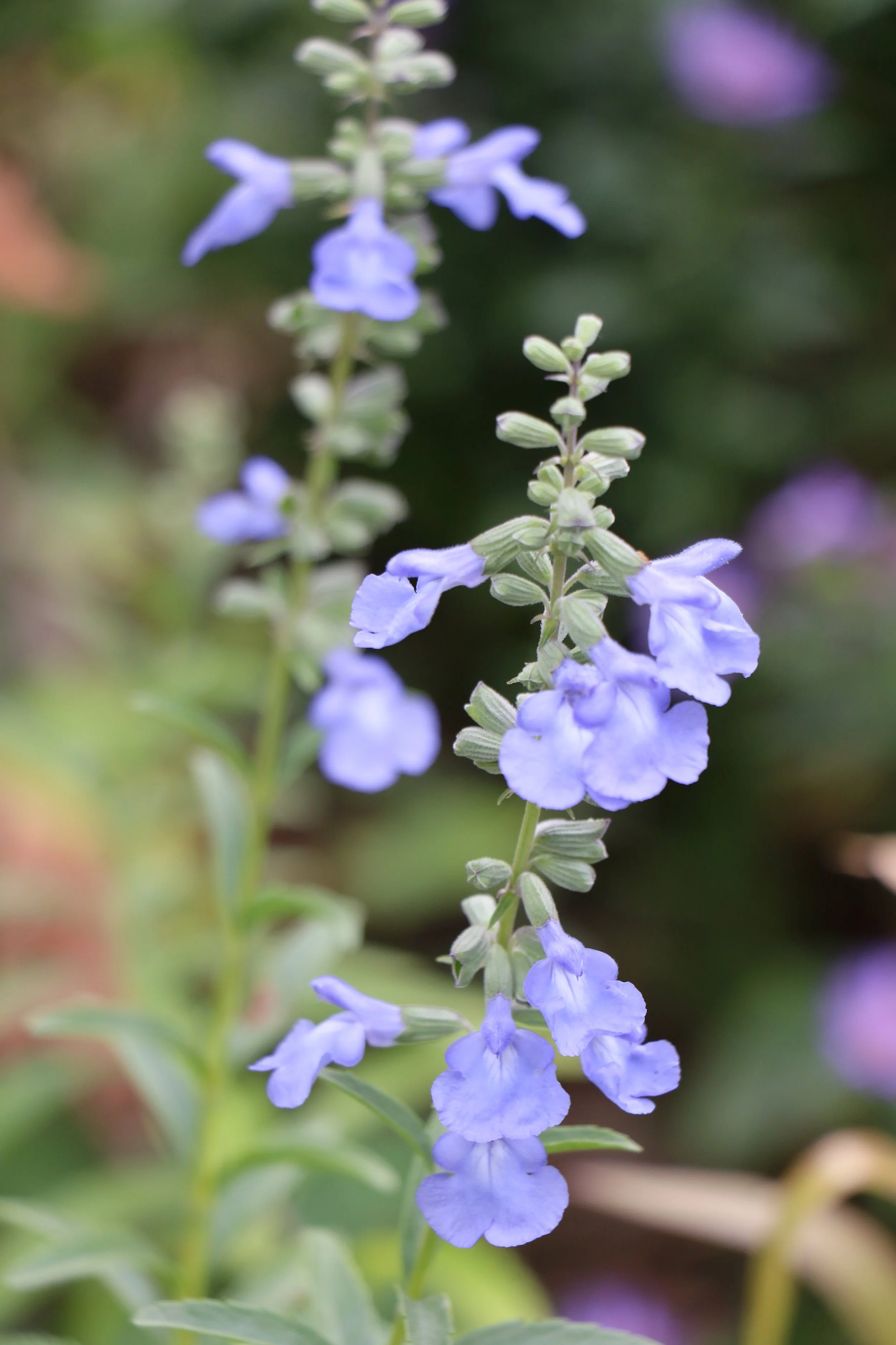 Salvia azurea (Pitcher Sage) Standout color. Fall bloomer.
