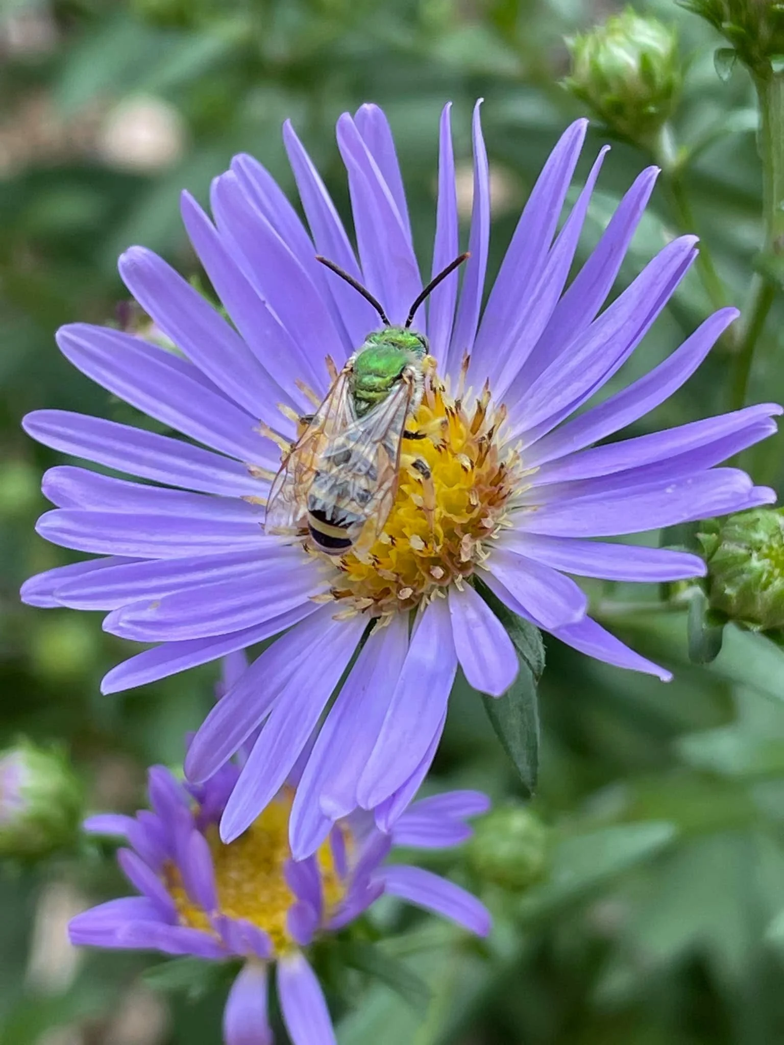 A close-up of a purple daisy-like flower with a bee and a green jewel beetle collecting nectar amid yellow anthers.